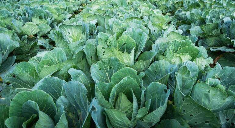 Tour privato di Nuwara Eliya da Kandy  Sri Lanka &mdash; #16