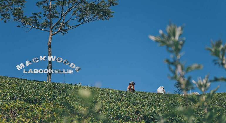 Tour privato di Nuwara Eliya da Kandy  Sri Lanka &mdash; #17