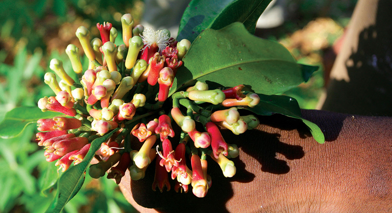 Tour delle spezie e delle erbe di Zanzibar