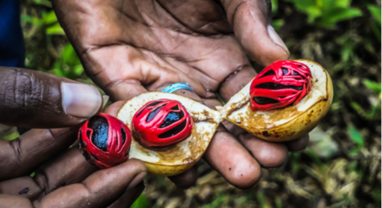 Sansibar Gewürz- und Kräutertour Tansania &mdash; #2