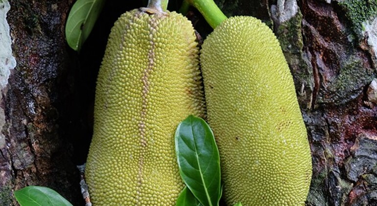 Sansibar Gewürz- und Kräutertour Tansania &mdash; #4