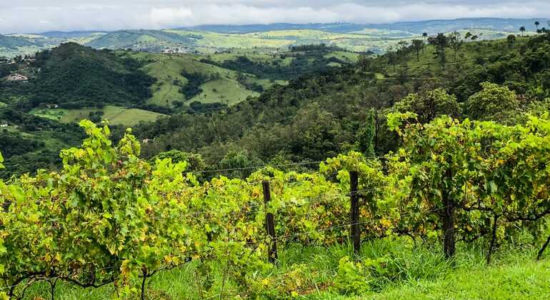 private-tour-of-history-vale-dos-vinhedos-es-1