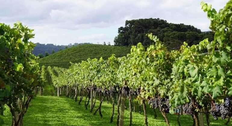 private-tour-of-history-vale-dos-vinhedos-es-3