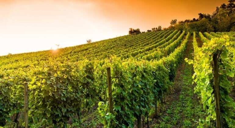 private-tour-of-history-vale-dos-vinhedos-es-4