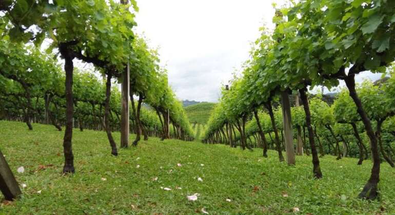 private-tour-of-history-vale-dos-vinhedos-es-5