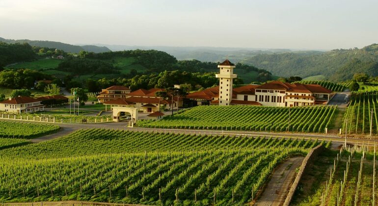 Visite privée de l'histoire et de la viticulture de Vale dos Vinhedos, Brazil