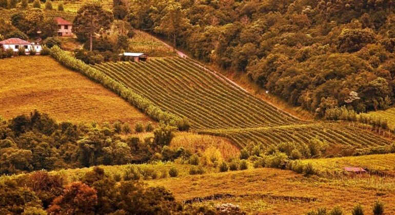 private-tour-of-history-vale-dos-vinhedos-es-7
