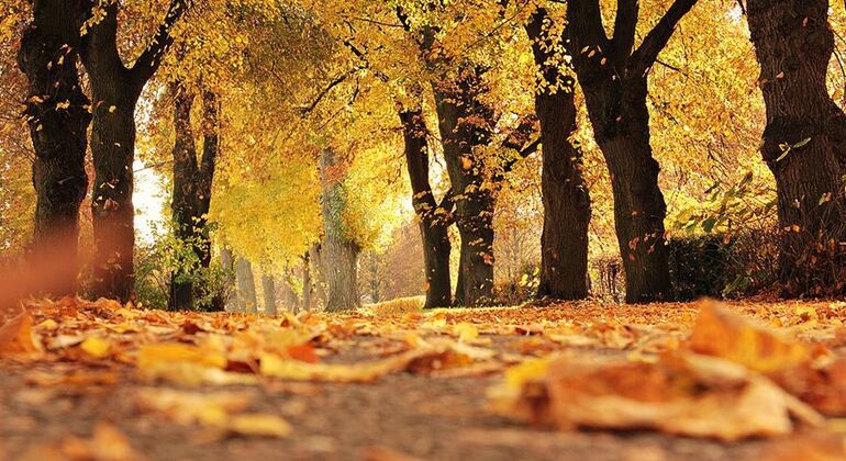 private-tour-of-history-vale-dos-vinhedos-es-9