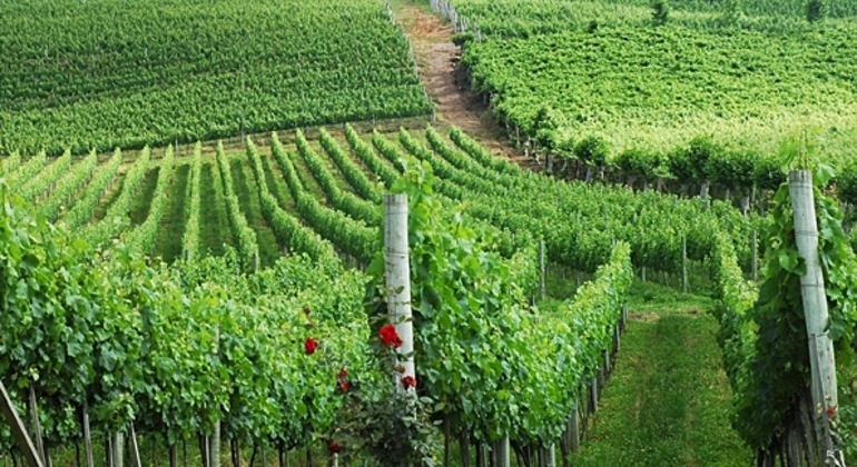 private-tour-of-history-vale-dos-vinhedos-es-11