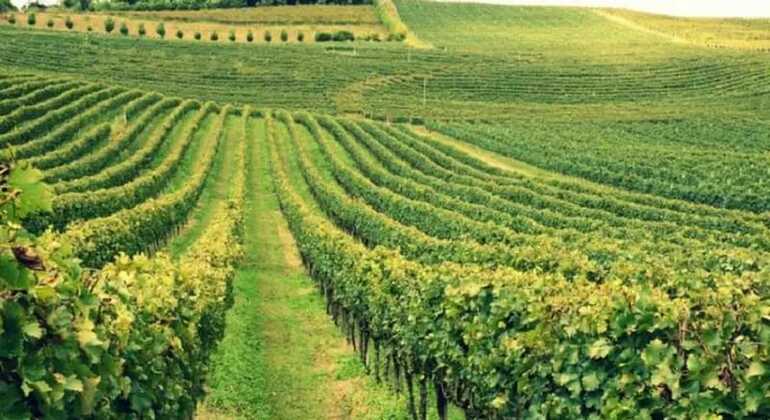 private-tour-of-history-vale-dos-vinhedos-es-12