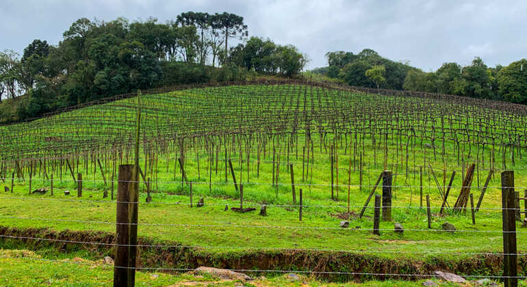 private-tour-of-history-vale-dos-vinhedos-es-17