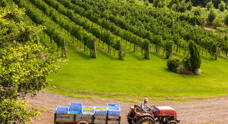 private-tour-of-history-vale-dos-vinhedos-es-21