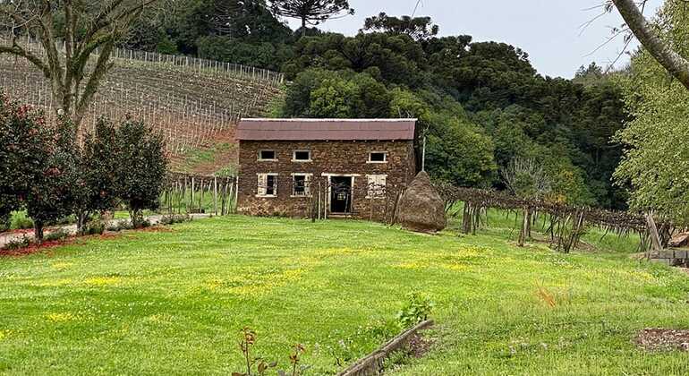 private-tour-of-history-vale-dos-vinhedos-es-23
