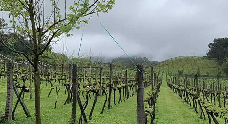private-tour-of-history-vale-dos-vinhedos-es-25
