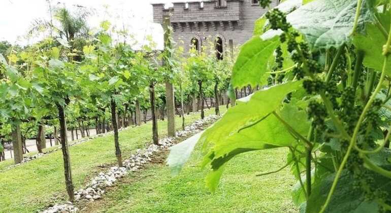 private-tour-of-history-vale-dos-vinhedos-es-27