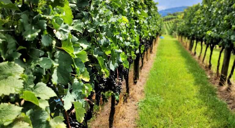 private-tour-of-history-vale-dos-vinhedos-es-29