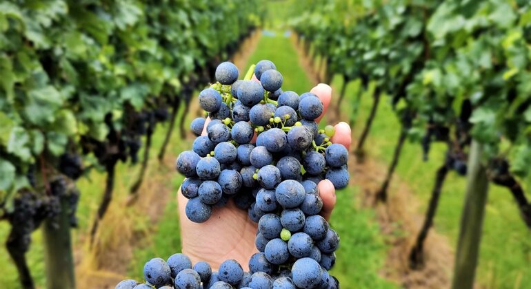 private-tour-of-history-vale-dos-vinhedos-es-30