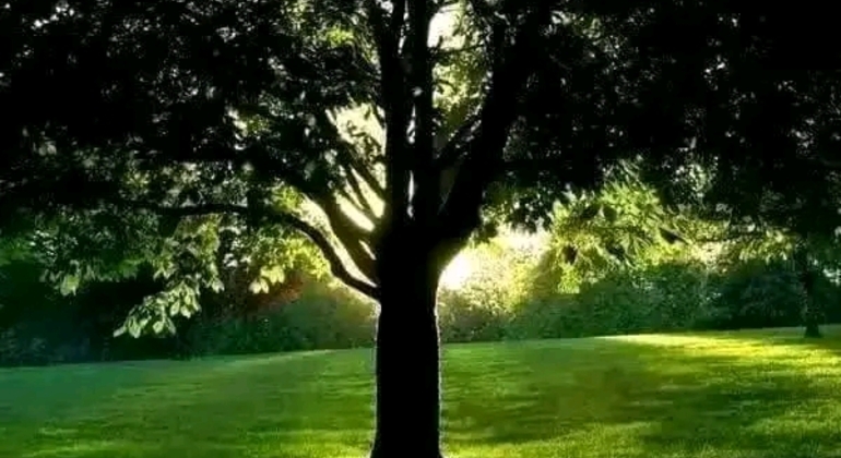 Tour Privado de História e Natureza: Bairro de Palermo em Buenos Aires Argentina &mdash; #12