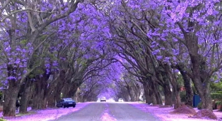 Tour Privado de História e Natureza: Bairro de Palermo em Buenos Aires Argentina &mdash; #31