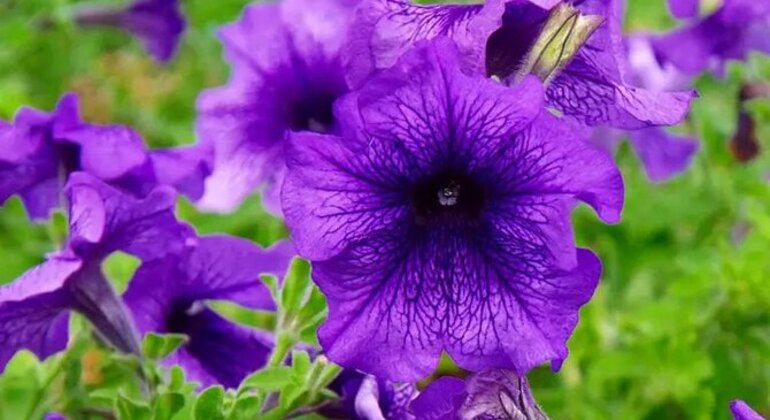 Tour Privado de História e Natureza: Bairro de Palermo em Buenos Aires Argentina &mdash; #45