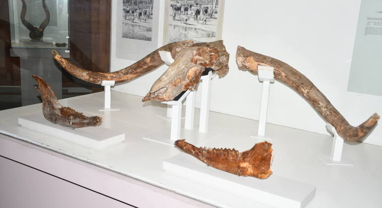 Tour della città di Dar es Salaam di un'intera giornata con pranzo Tanzania &mdash; #5