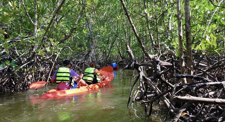 koh-yao-yai-mangrove-kayaking-tour-es-10