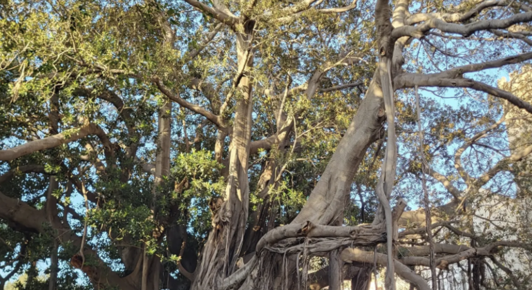 Historic Free Tour of mythical Palermo Italy &mdash; #3