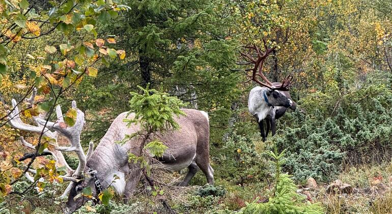 hike-with-locals-near-rovaniemi-city-en-3