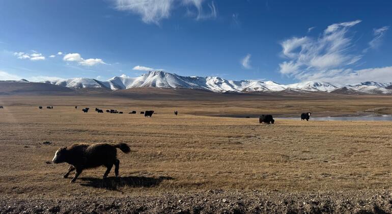 Excursión de Bishkek al lago Song Kul y visita a la antigua torre Burana