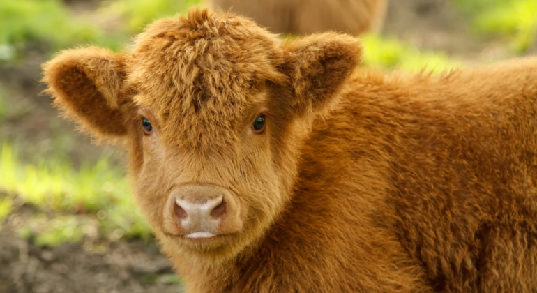 Tour di Inverness, Loch Ness e Castello di Urquhart Scozia &mdash; #8