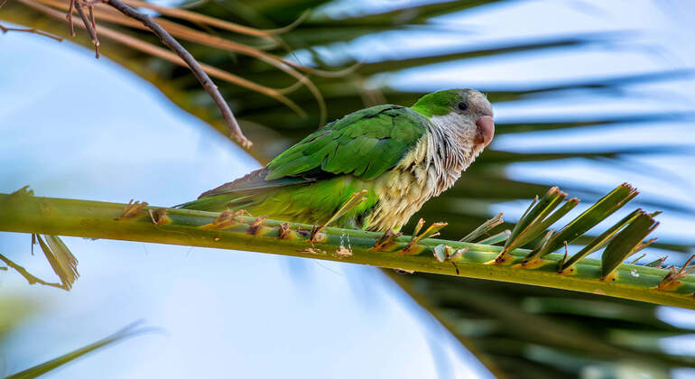 Audio Guide App: Retiro Park, Madrid Spain &mdash; #15