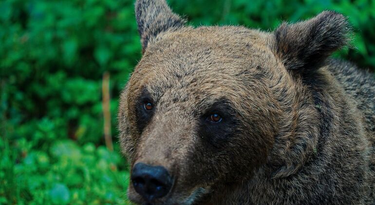 Descubra Berna Free Tour: Comprender Suiza  Suiza &mdash; #3