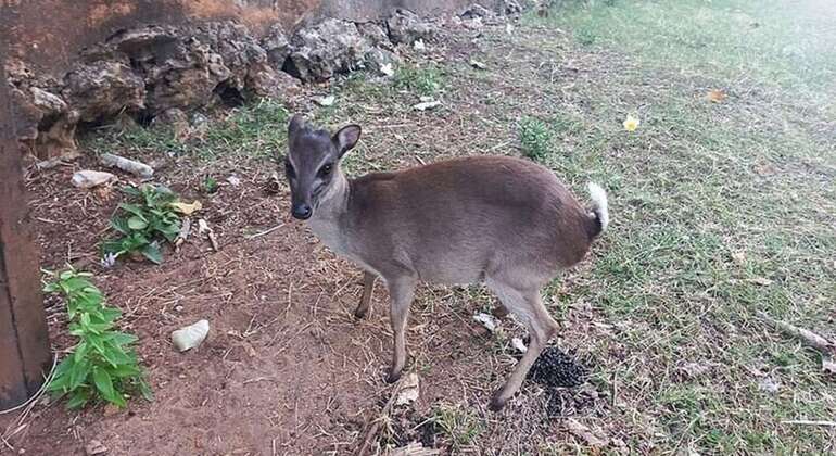 Prison Island & Nakupenda Sandbank Gemeinsame Tour mit BBQ Tansania &mdash; #5