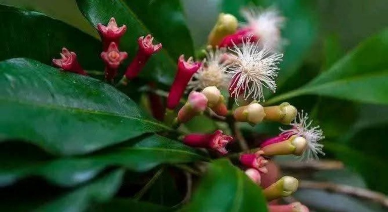 The Gentle Spice Garden Experience  Tanzania &mdash; #6