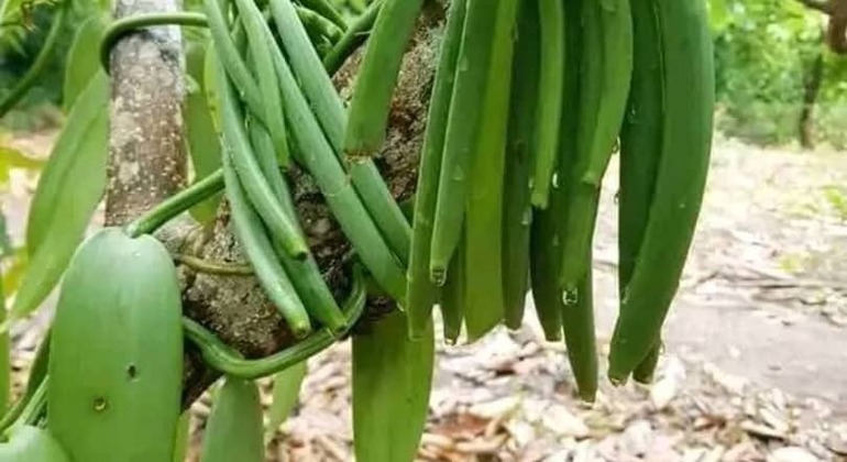 The Gentle Spice Garden Experience  Tanzania &mdash; #7