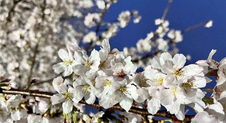 Exclusive Cherry Blossom Cultural Walk with a Native Guide Japan &mdash; #3