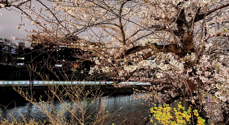 Exclusive Cherry Blossom Cultural Walk with a Native Guide Japan &mdash; #4