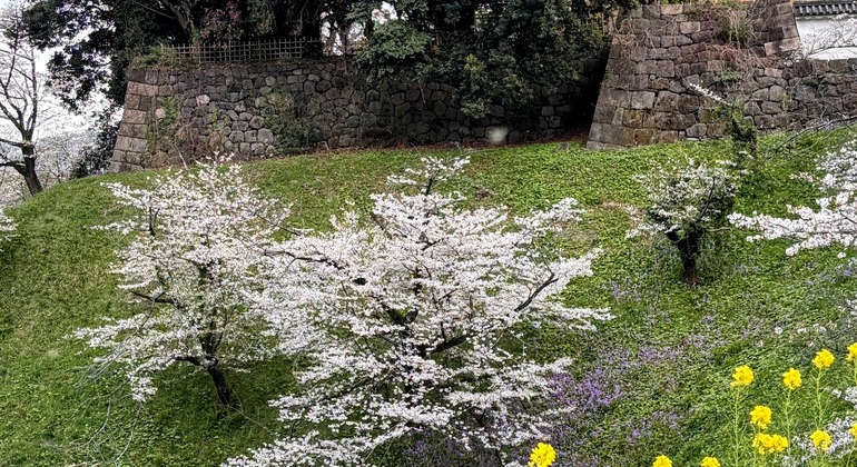 Exclusive Cherry Blossom Cultural Walk with a Native Guide Japan &mdash; #5