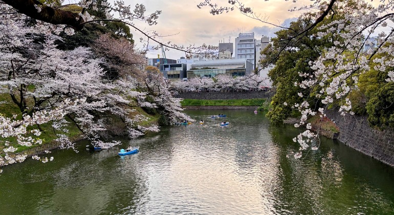 Exclusive Cherry Blossom Cultural Walk with a Native Guide Japan &mdash; #6