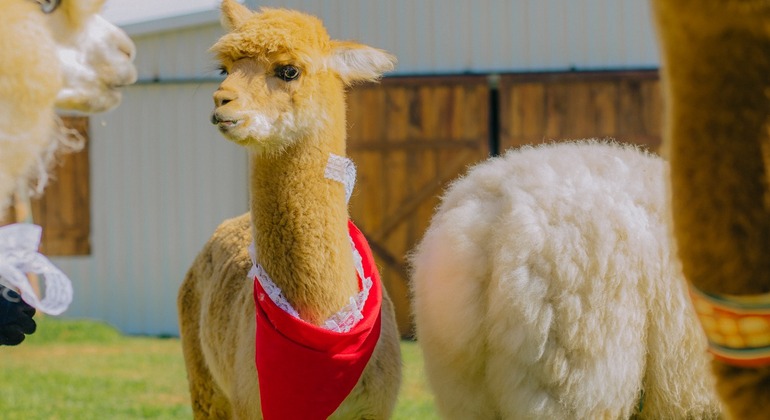 private-city-tour-in-dalat-es-4