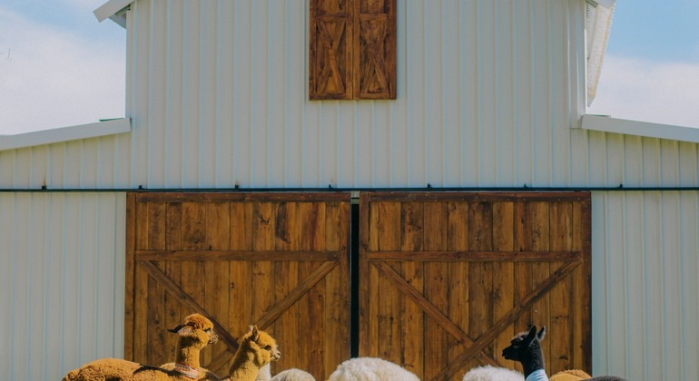 private-city-tour-in-dalat-es-6