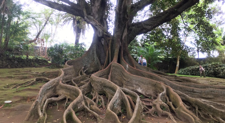 Ponta Delgada Tour: Food, Historic Gardens & Ancient Battles Portugal &mdash; #18