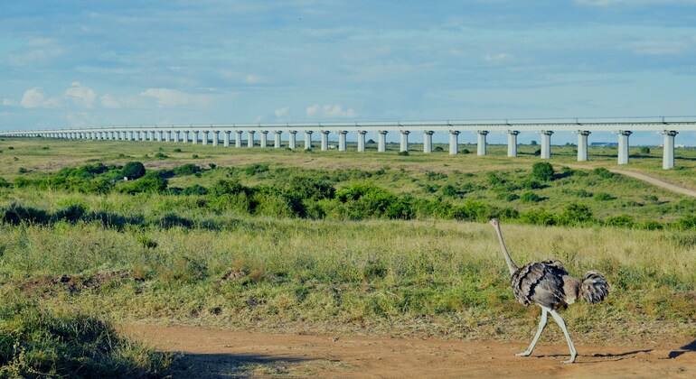 Wildlife in the City: Nairobi National Park Tour Kenya &mdash; #3