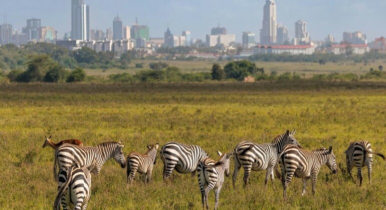 Wildlife in the City: Nairobi National Park Tour Provided by Stanley Mwangi Gakuu