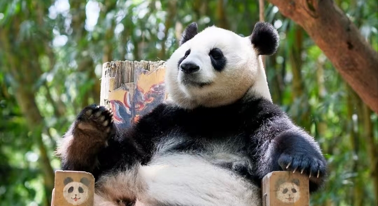 Visita guiada de meio dia à base de pandas de Chengdu República Popular da China &mdash; #2