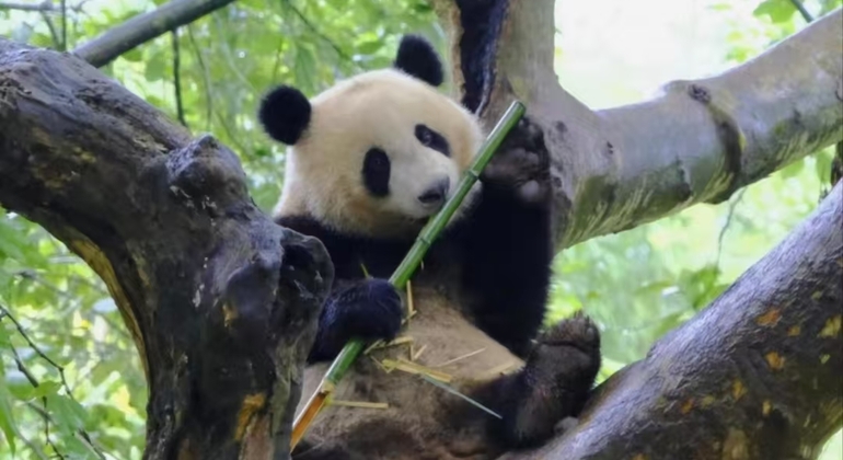 Visita guiada de meio dia à base de pandas de Chengdu República Popular da China &mdash; #3