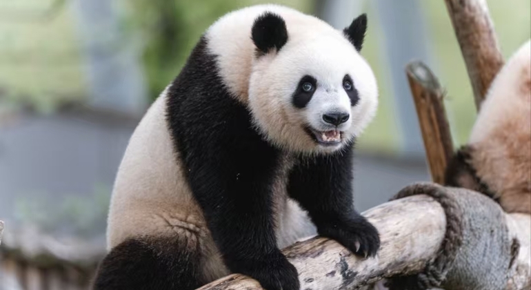 Visita guiada de meio dia à base de pandas de Chengdu República Popular da China &mdash; #4