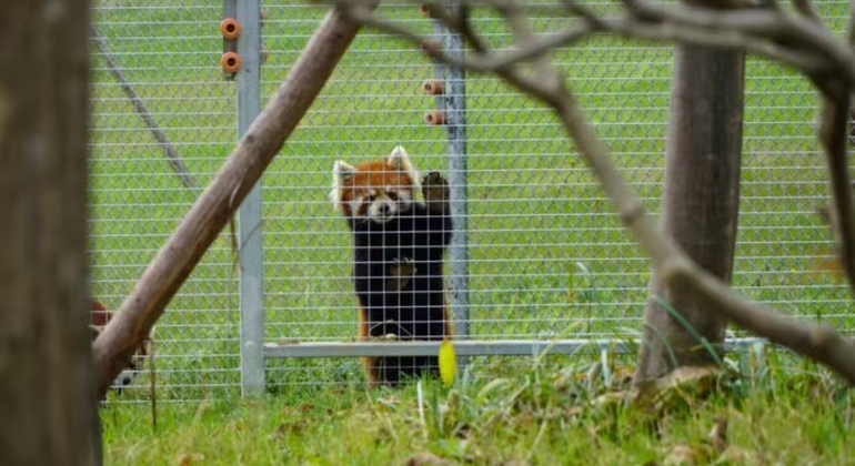 Visita guiada de meio dia à base de pandas de Chengdu República Popular da China &mdash; #5