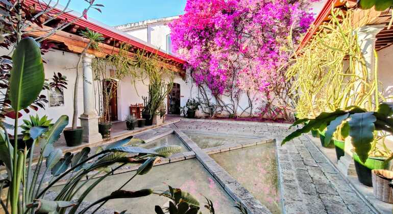 oaxaca-unfiltered-a-walking-tour-through-history-art-much-more-en-2