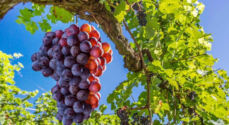 Audio Guide App: Loire Valley Castles Tour France &mdash; #17